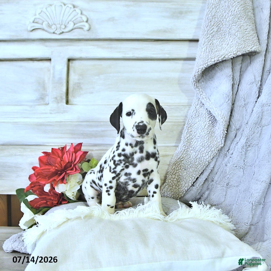Dalmatian dogs Toby - Ad 2