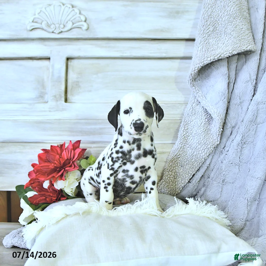 Dalmatian dogs for sale: Toby - Ad 2
