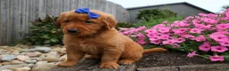 Golden Retriever dogs for sale: Quincy💙 - Ad 9
