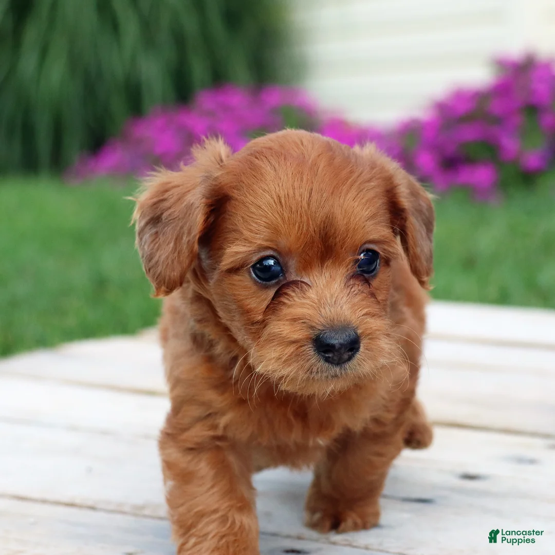 Yorkiepoo dogs for sale: Rustin - Ad 6