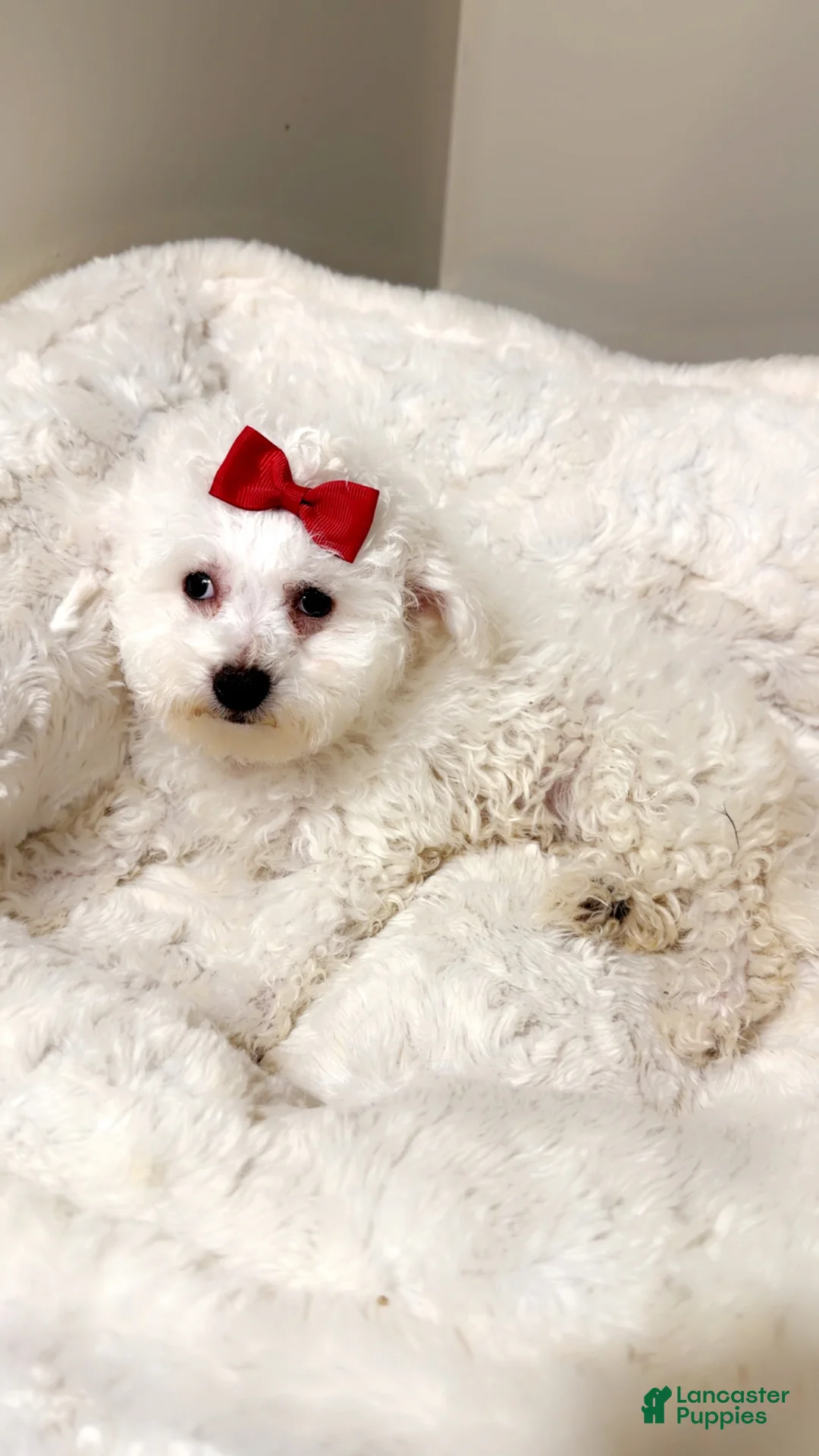 Maltipoo dogs for sale: Snow Bella  - Ad 2