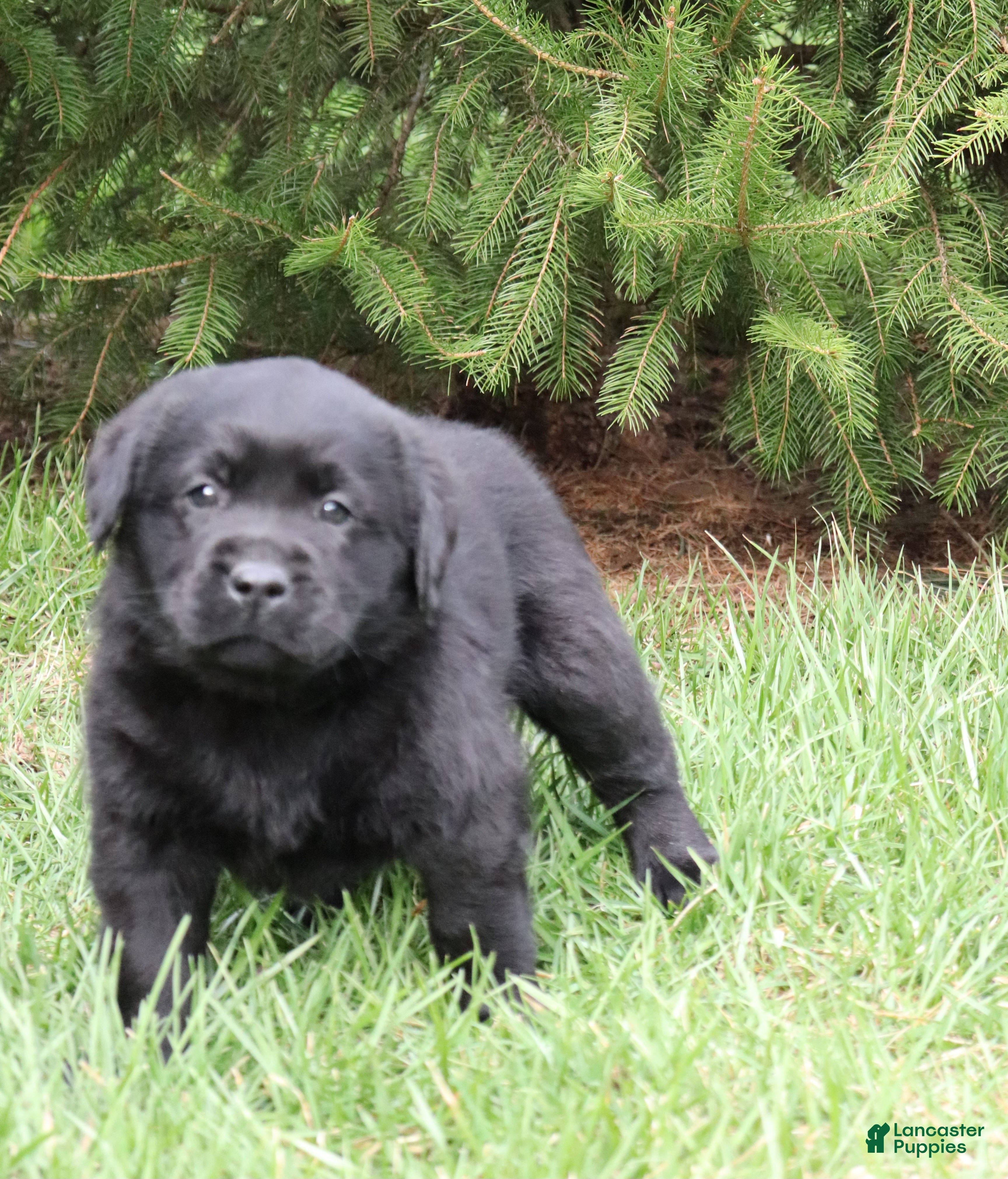 Labrador Retriever dogs Ace - Ad 2