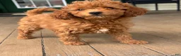 Mini Goldendoodle dogs for sale: Mini Goldendoodle Puppy 2 - Ad 2