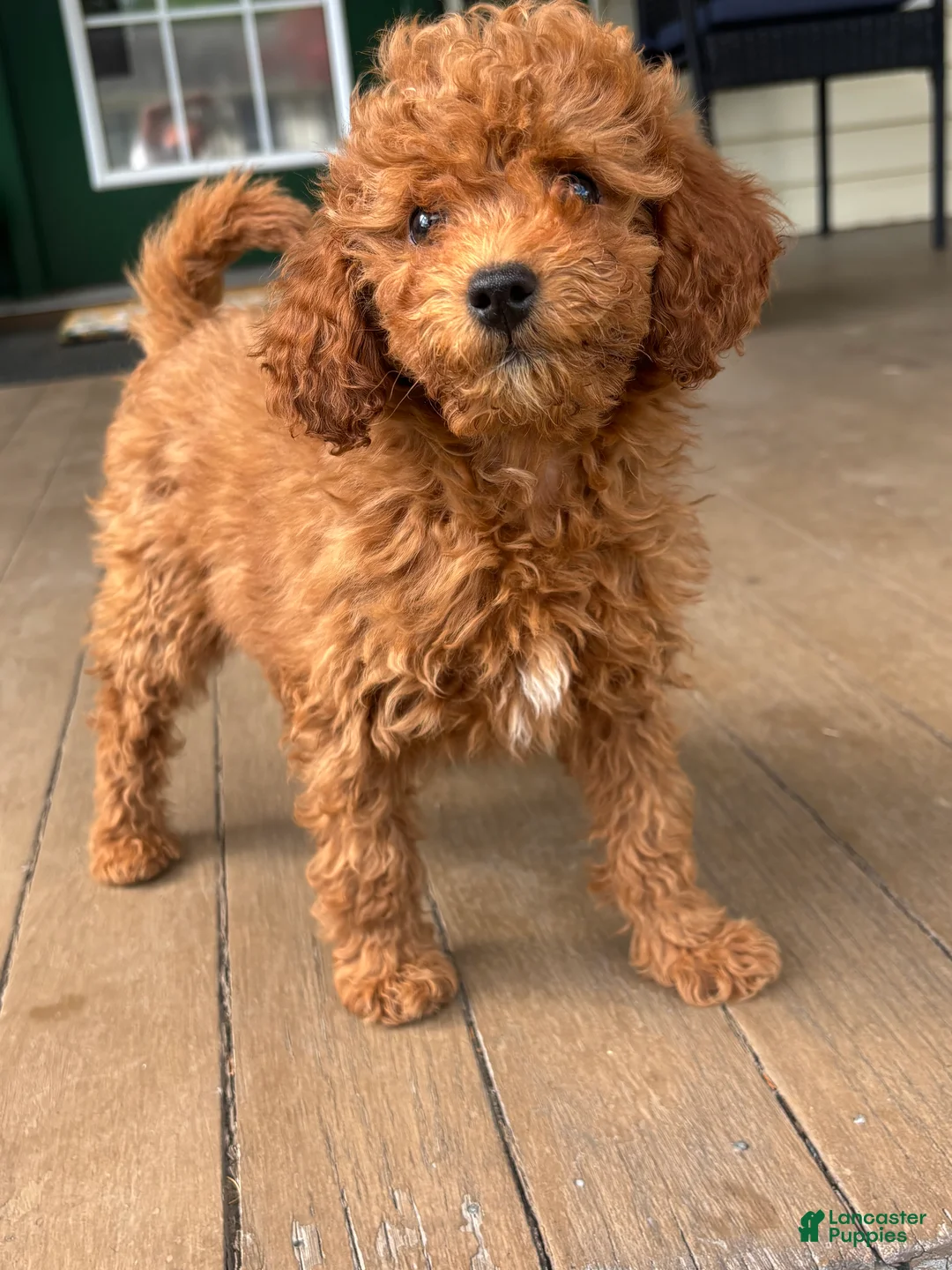 Mini Goldendoodle dogs for sale: Mini Goldendoodle Puppy 2 - Ad 2