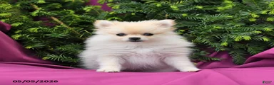 Lassie