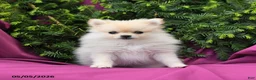 Pomeranian dogs for sale: Lassie - Ad 1