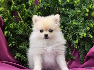 Pomeranian dogs for sale: Lassie - Ad 4
