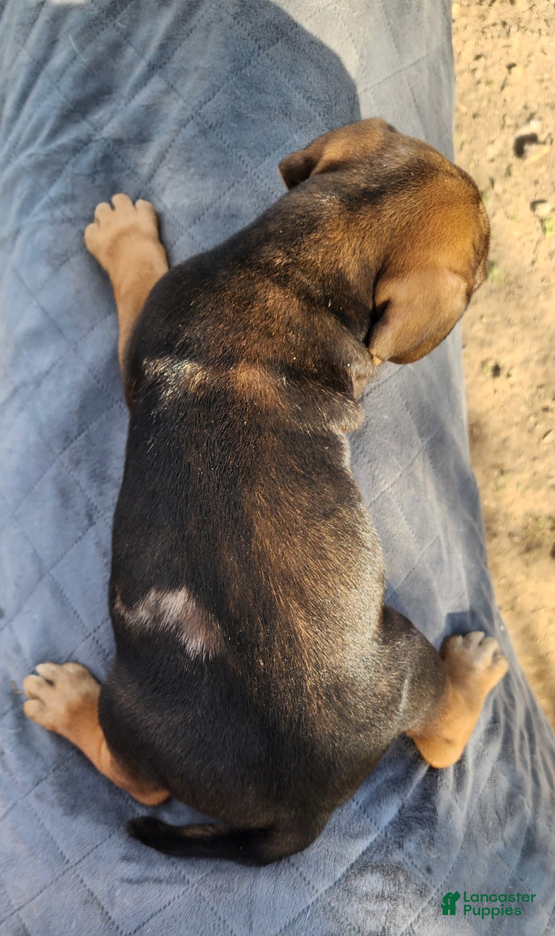 Catahoula Leopard Dog dogs for sale: Tala 2025 Male 2 - Ad 11