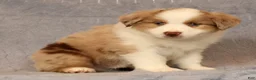 Miniature Australian Shepherd dogs for sale: Fraser - Ad 6