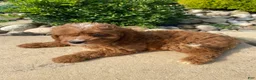 Cavapoo dogs for sale: Becky - Ad 4