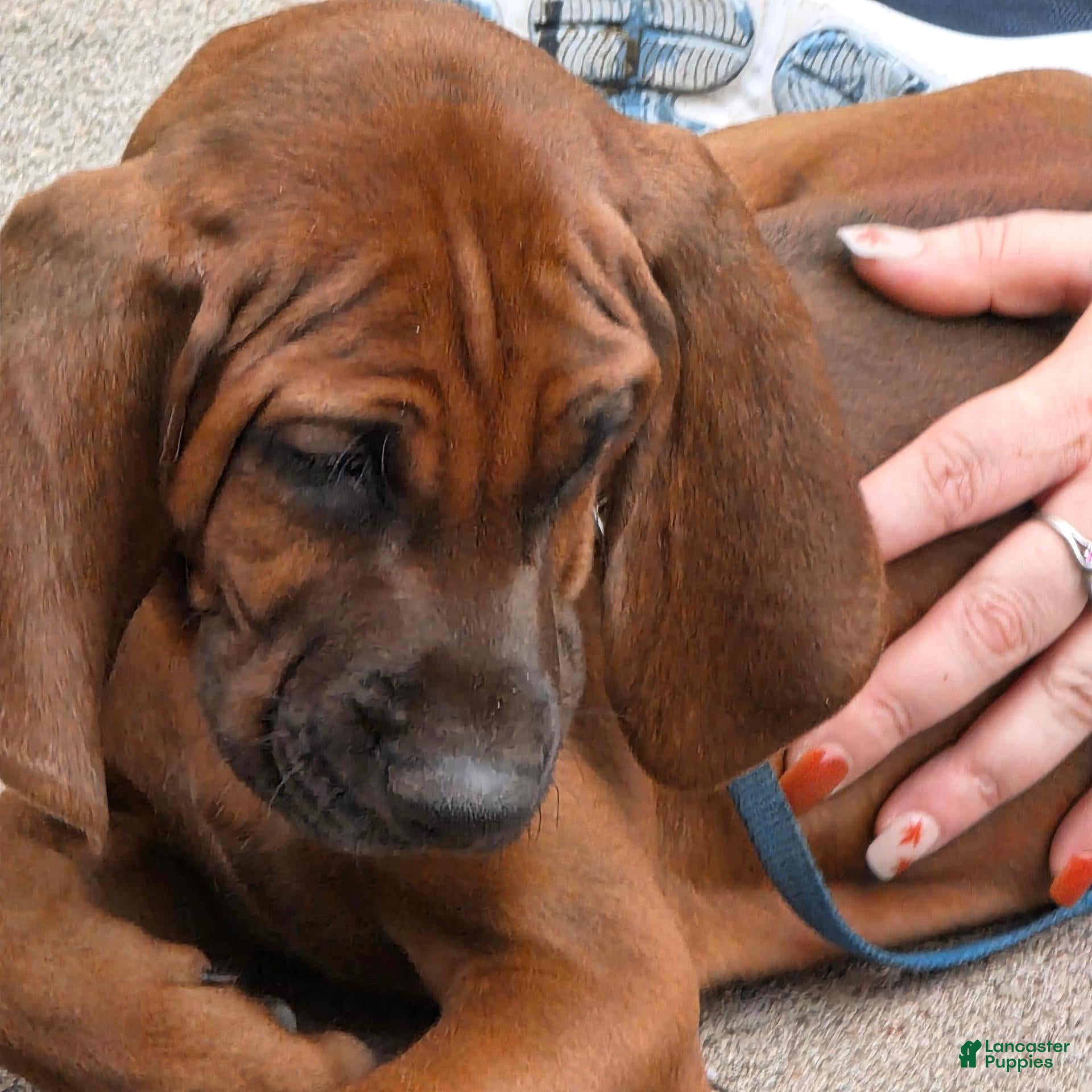 Redbone Coonhound