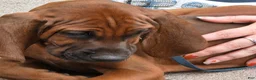 Redbone Coonhound dogs for sale: Redbone Coonhound black collar - Ad 1