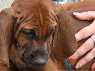 Redbone Coonhound dogs Redbone Coonhound black collar - Ad 10