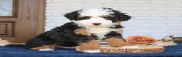 Mini Bernedoodle dogs for sale: Bentley  - Ad 1