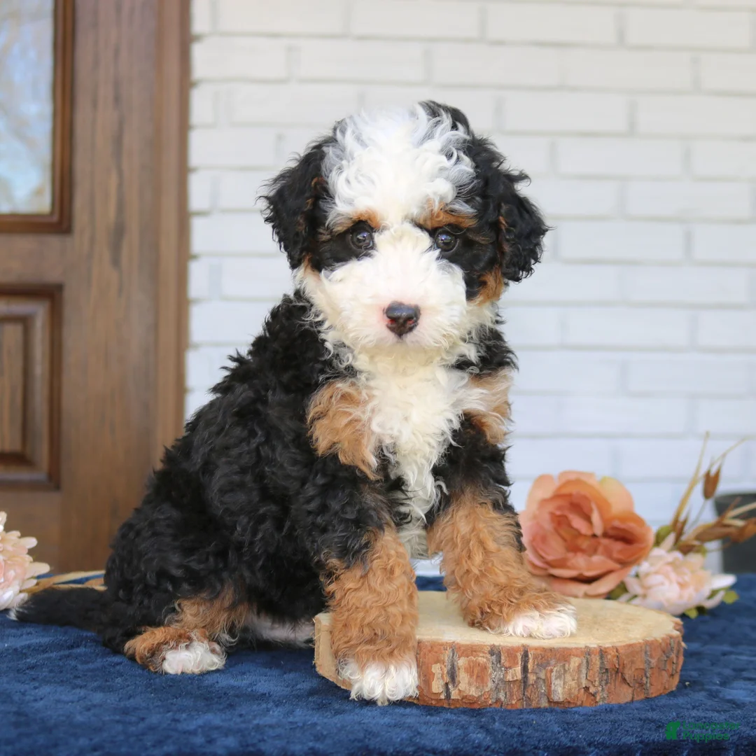 Mini Bernedoodle dogs for sale: Bentley  - Ad 1