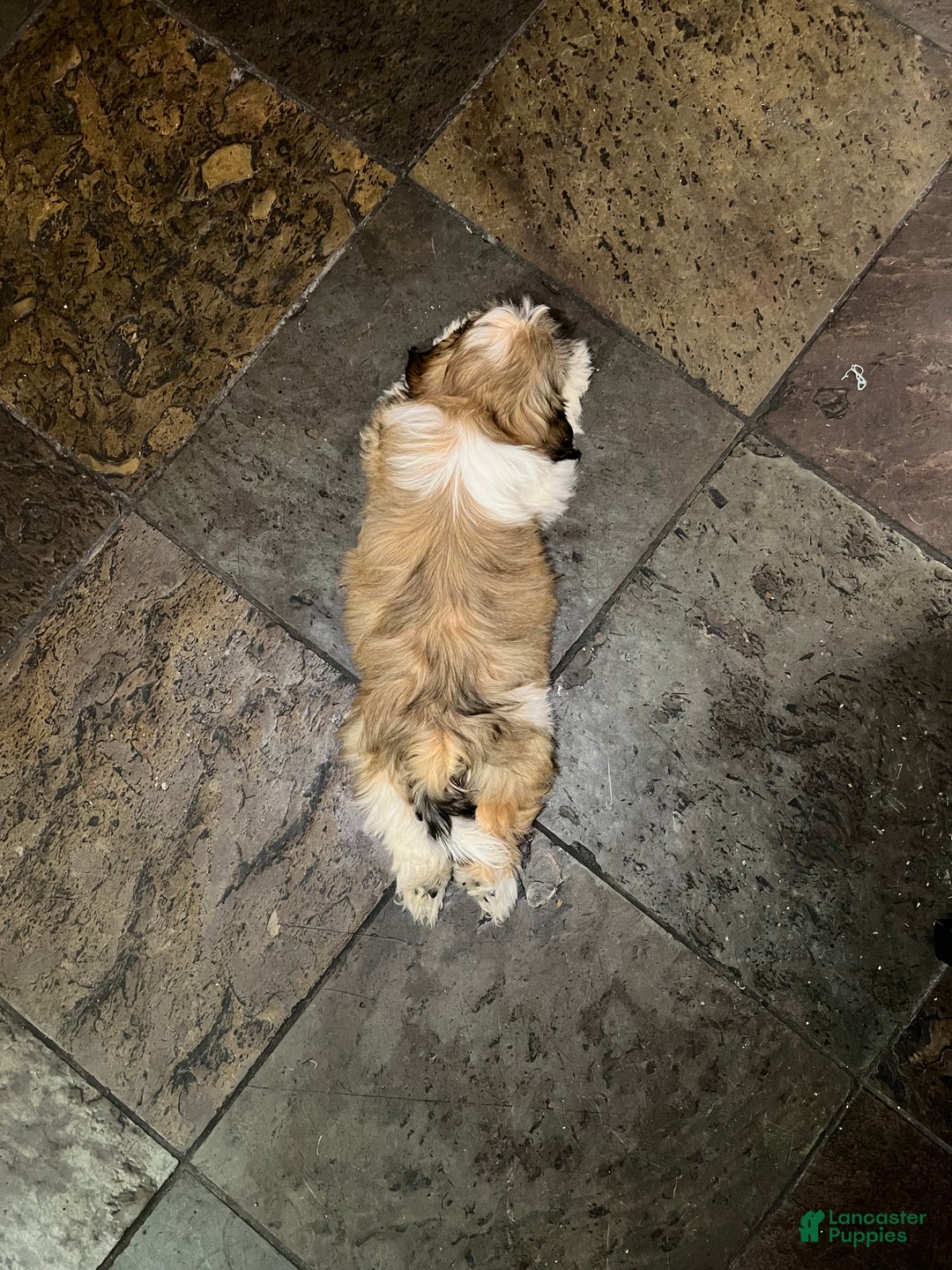 Shih Tzu dogs for sale: Shih Tzu Puppy 1 - Ad 3