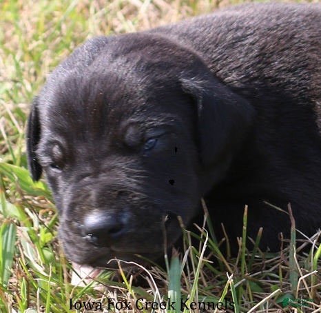 Great Dane dogs Scoundrel - Ad 32