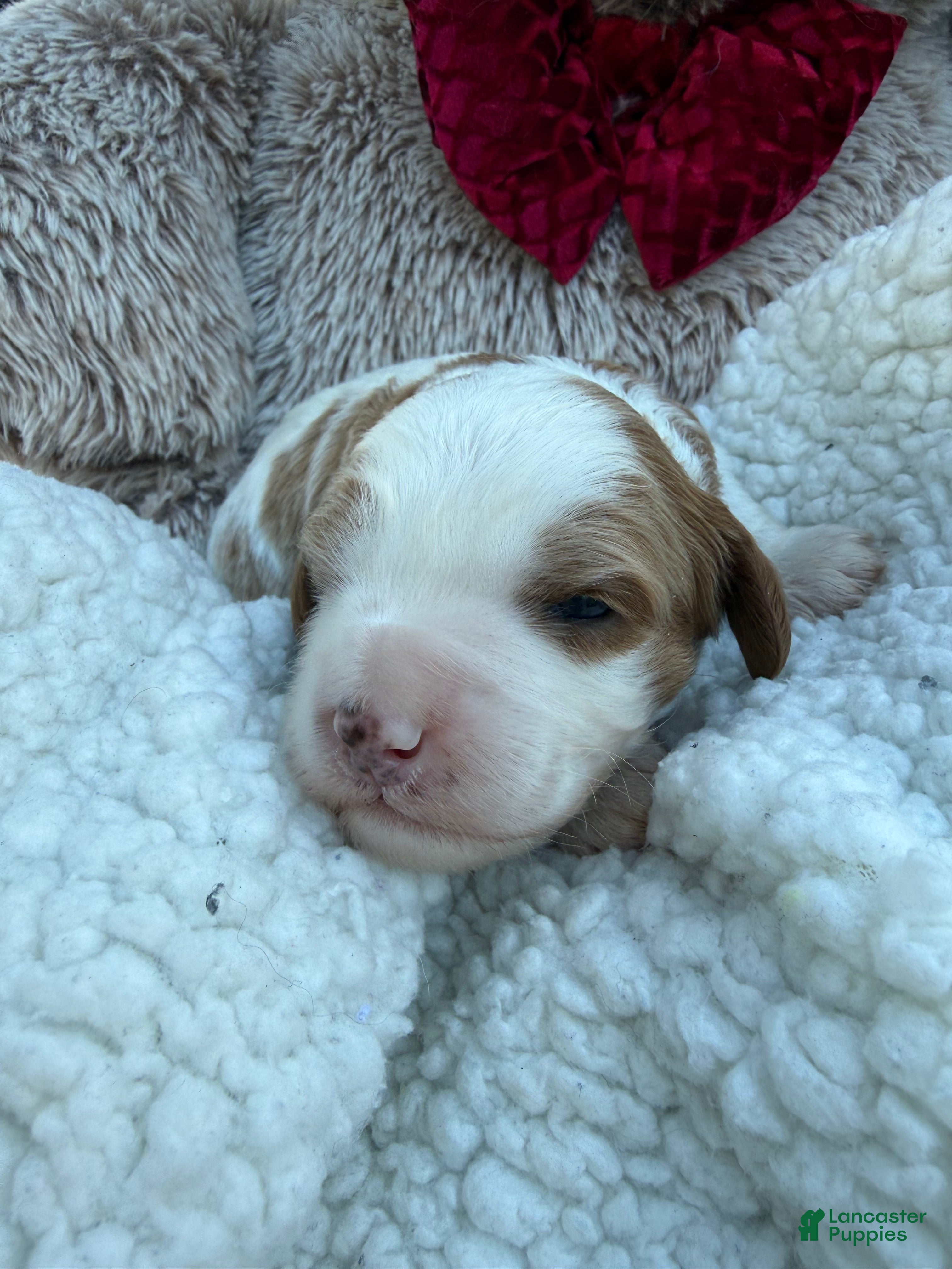 Cavapoo dogs Leo - Ad 2
