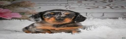 Miniature Dachshund dogs for sale: AKC-Hero - Ad 7