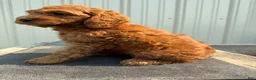 Cockapoo dogs for sale: Cherie - Ad 3