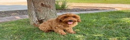 Cockapoo dogs for sale: Henry - Ad 12