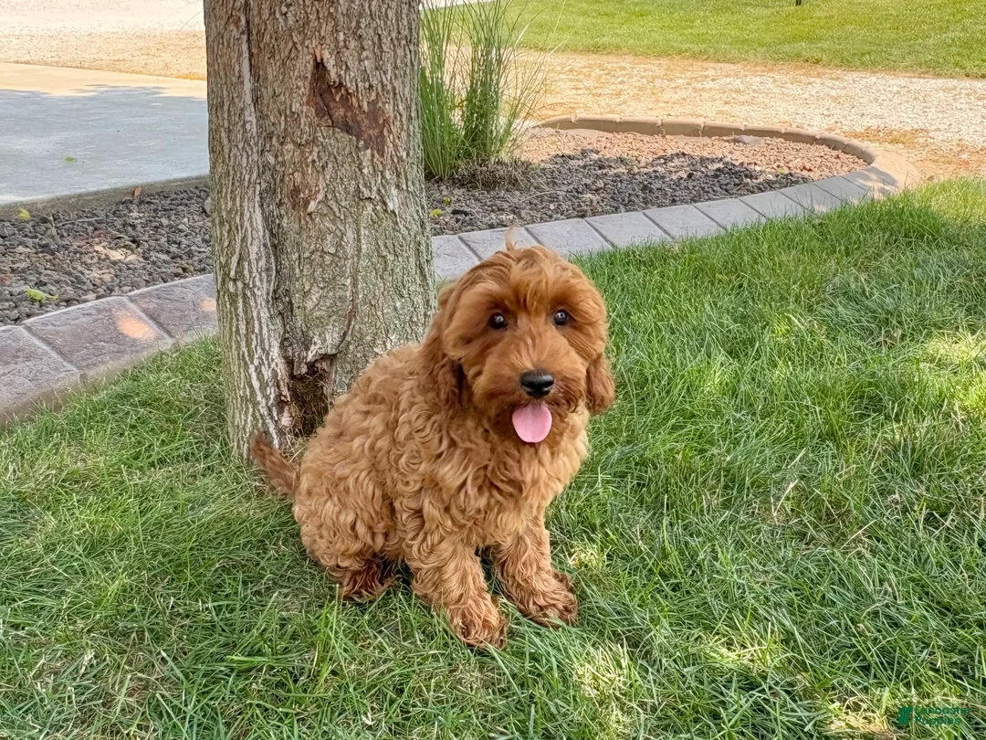 Cockapoo dogs for sale: Henry - Ad 12