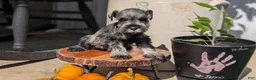 Miniature Schnauzer dogs for sale: Casey - Ad 7