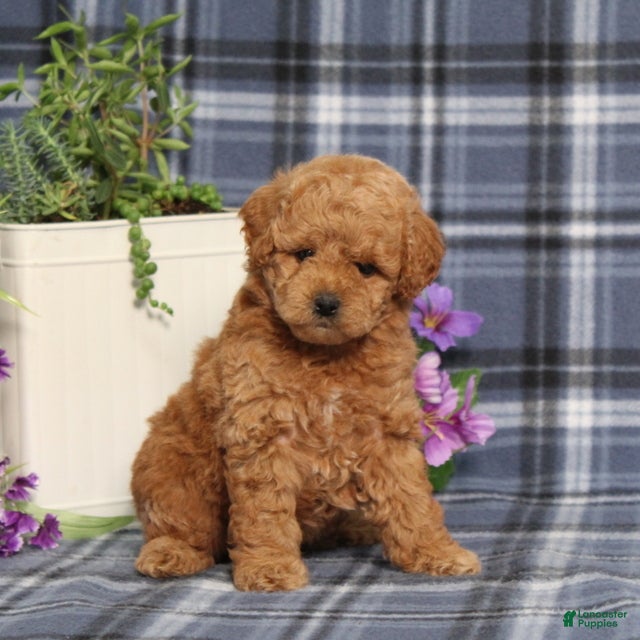 Miniature Poodle dogs Taffy - Ad 1