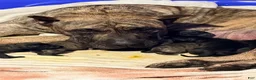 Presa Canario dogs for sale: Presa Canario 3 - Ad 6