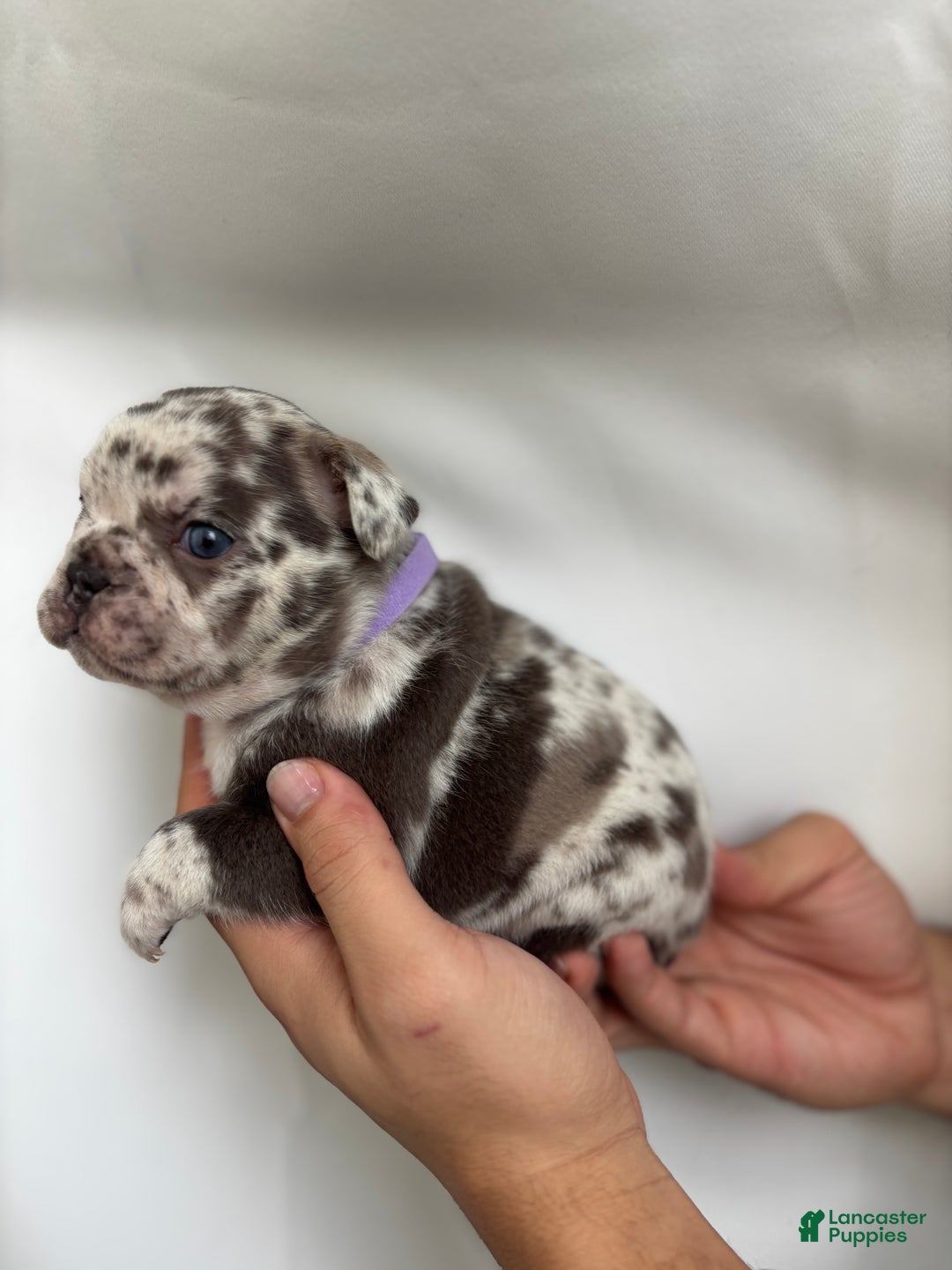 French Bulldog dogs for sale: Rain - Ad 4