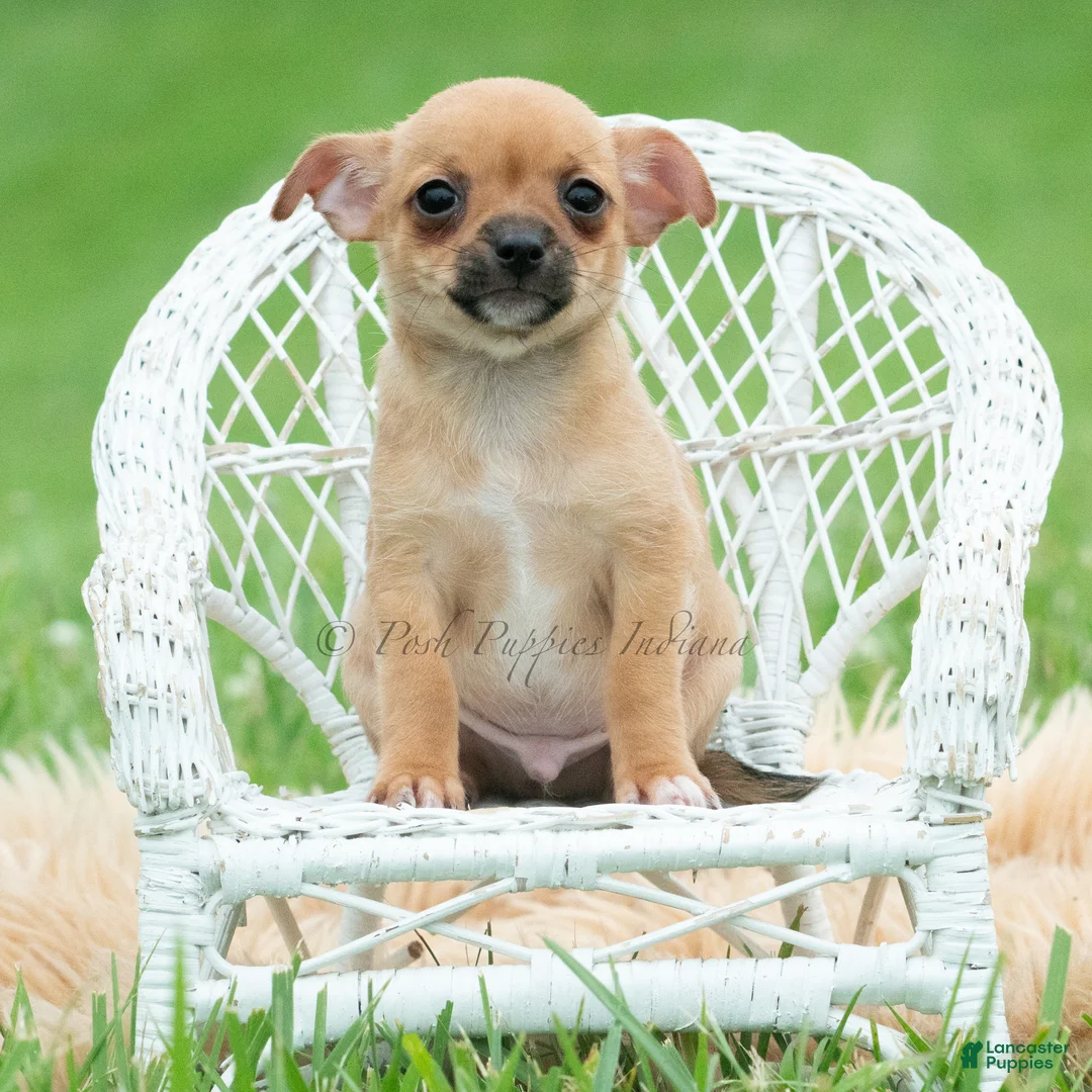 Chihuahua dogs for sale: Cortez - Ad 4