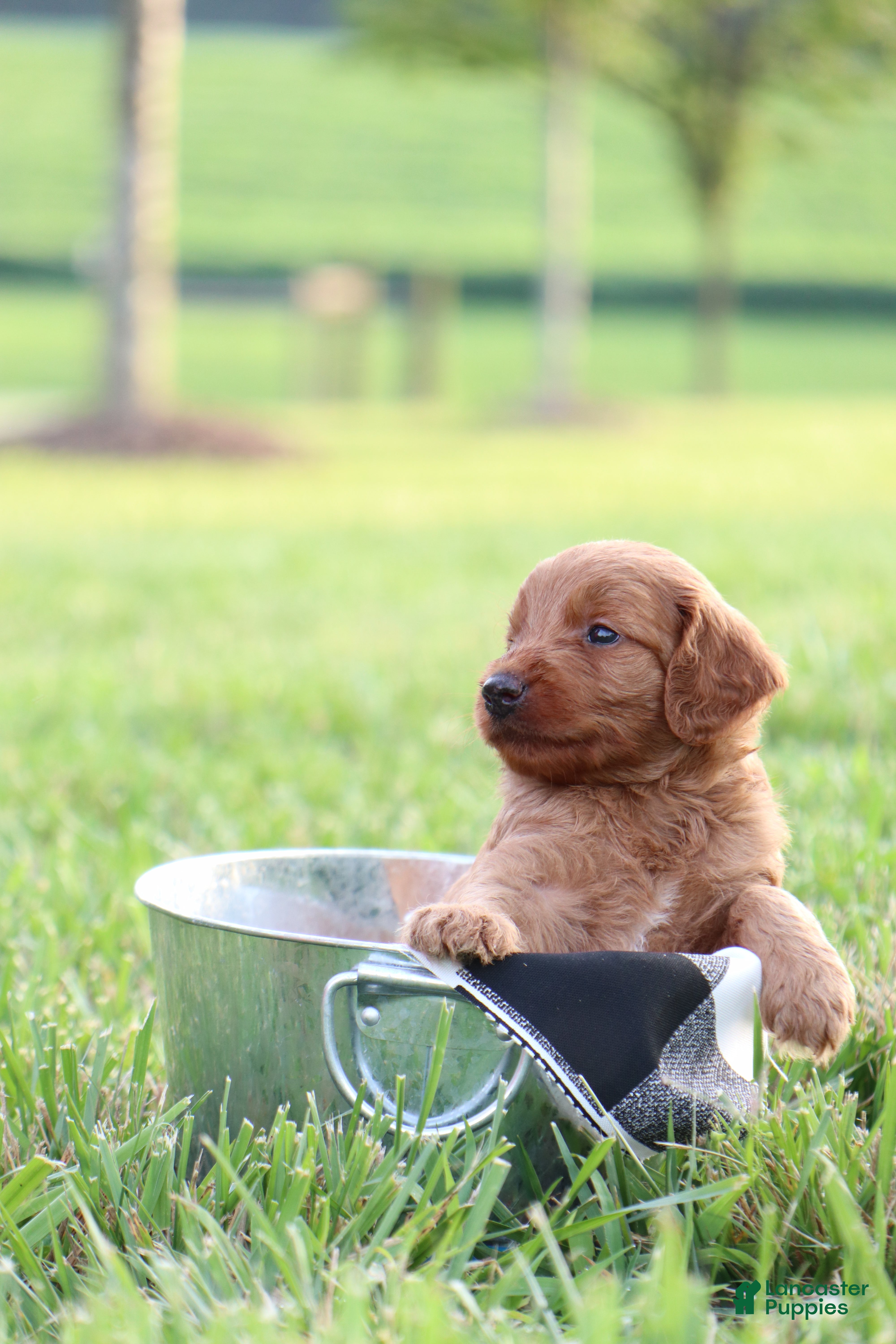 Mini Goldendoodle dogs Axel - Ad 2