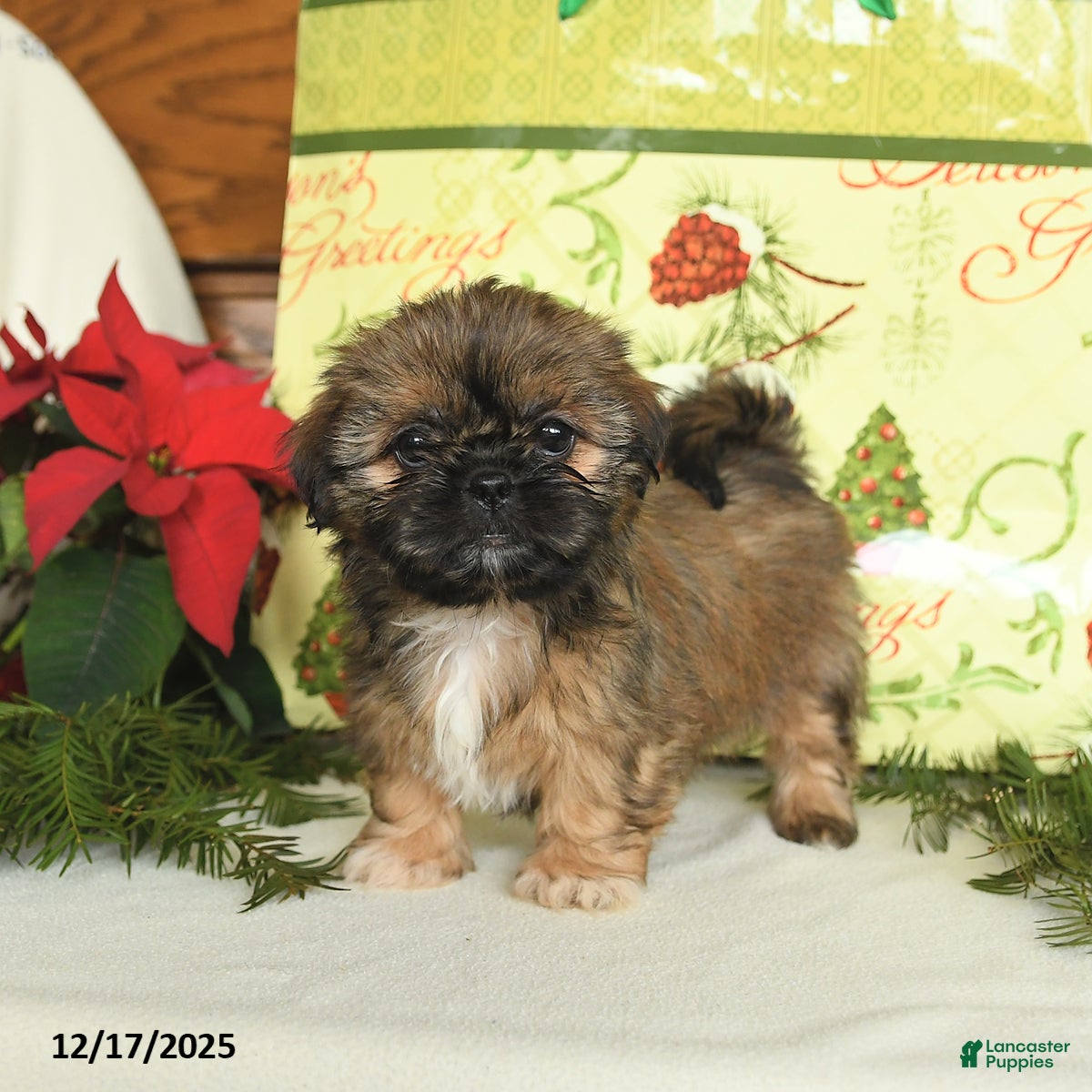 Shih Tzu dogs Goldie - Ad 36