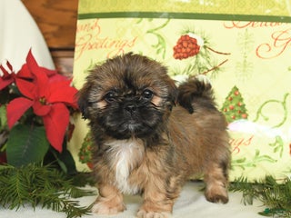 Shih Tzu dogs Goldie - Ad 24