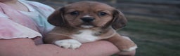 Mixed Breed dogs for sale: Olivia - Ad 1