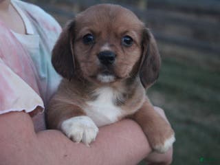 Mixed Breed dogs Olivia - Ad 2