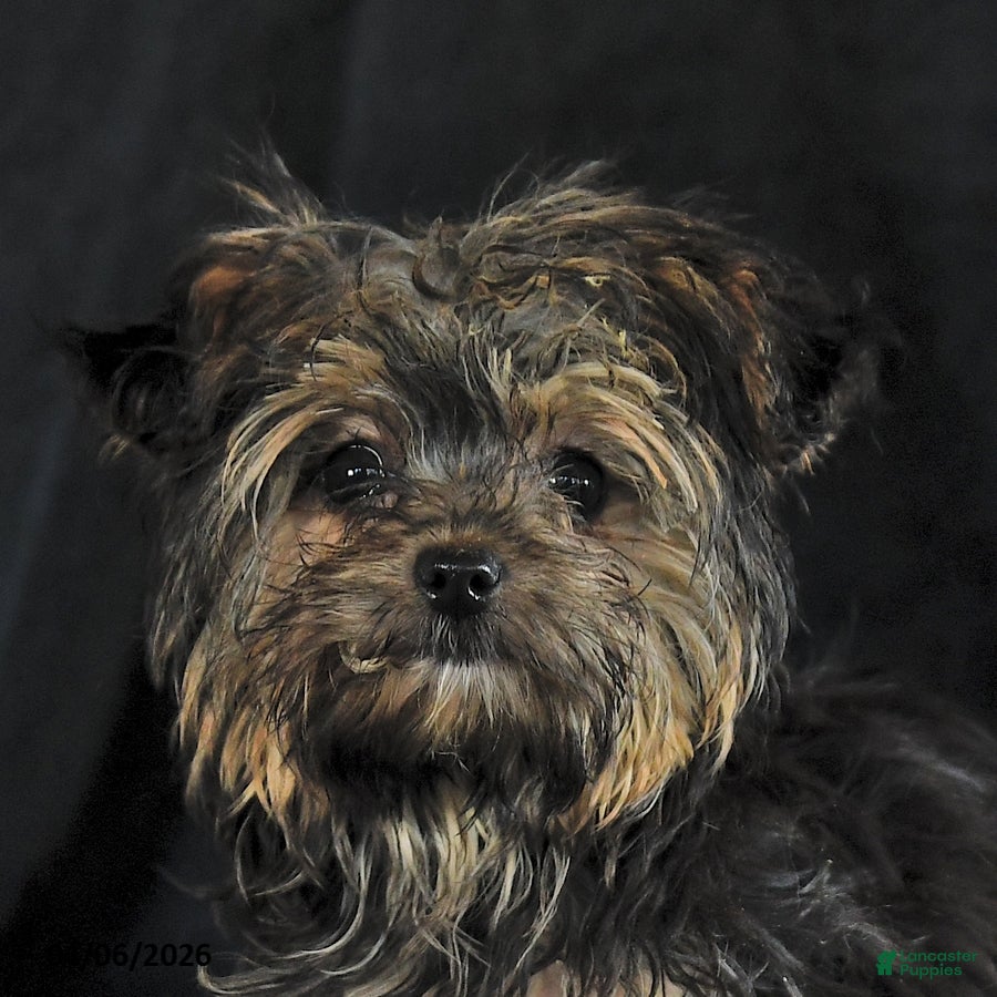 Yochon dogs Amber - Ad 2