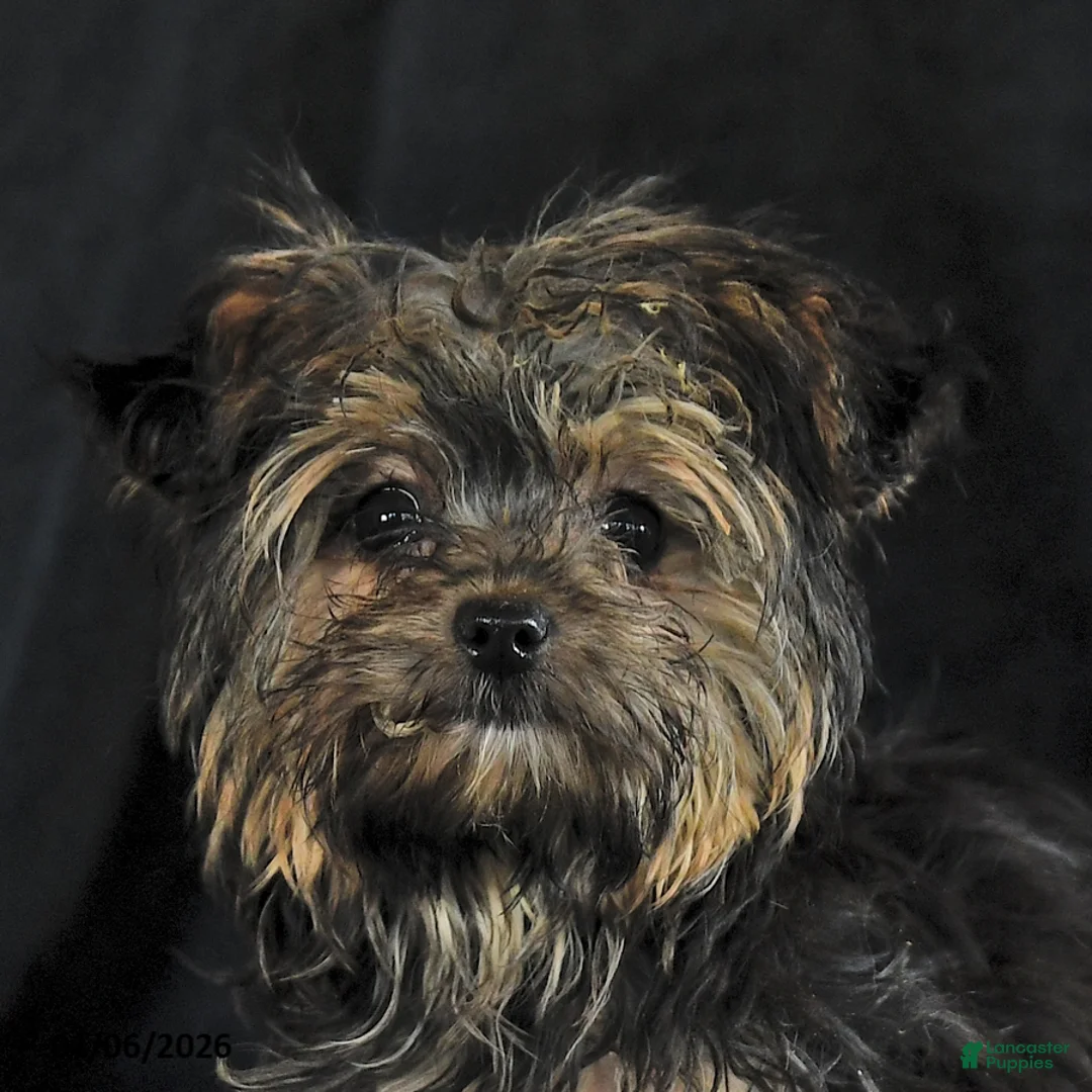 Yochon dogs for sale: Amber - Ad 2