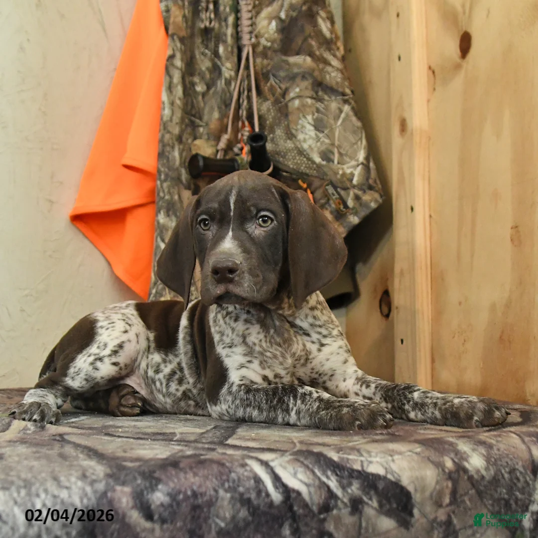 German Shorthaired Pointer dogs for sale: Hunter - Ad 4