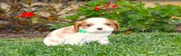 Cavalier King Charles Spaniel dogs for sale: Buddy - Genetic Tested Parents - Ad 19