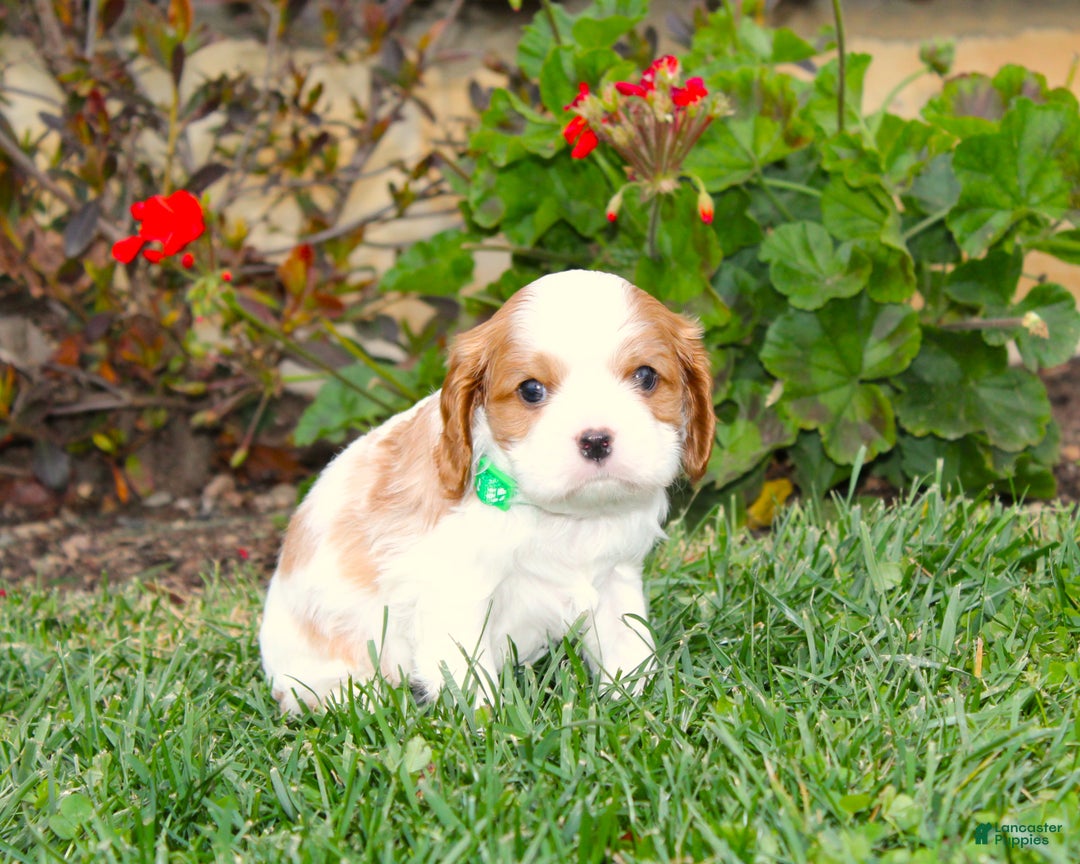 Cavalier King Charles Spaniel dogs for sale: Buddy - Genetic Tested Parents - Ad 19