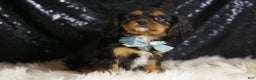 Cavalier King Charles Spaniel dogs for sale: Valentino - Ad 6