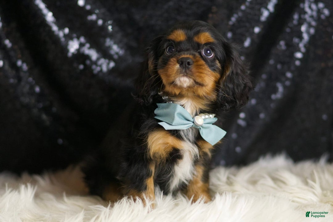 Cavalier King Charles Spaniel dogs for sale: Valentino - Ad 6