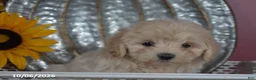 Maltipoo dogs for sale: Rosey - Ad 5