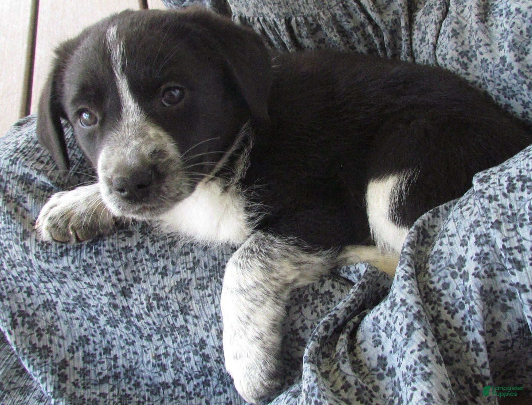 Mixed Breed dogs Freckles - Ad 2
