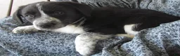 Mixed Breed dogs for sale: Freckles - Ad 2