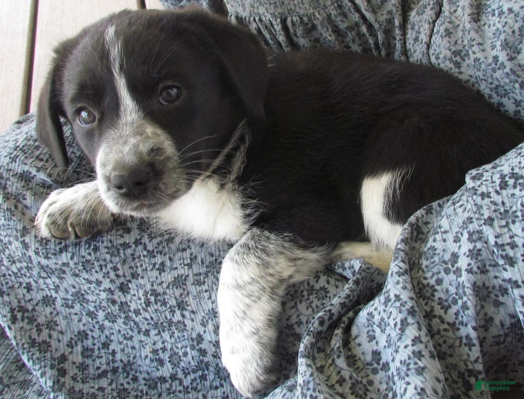 Mixed Breed dogs for sale: Freckles - Ad 2