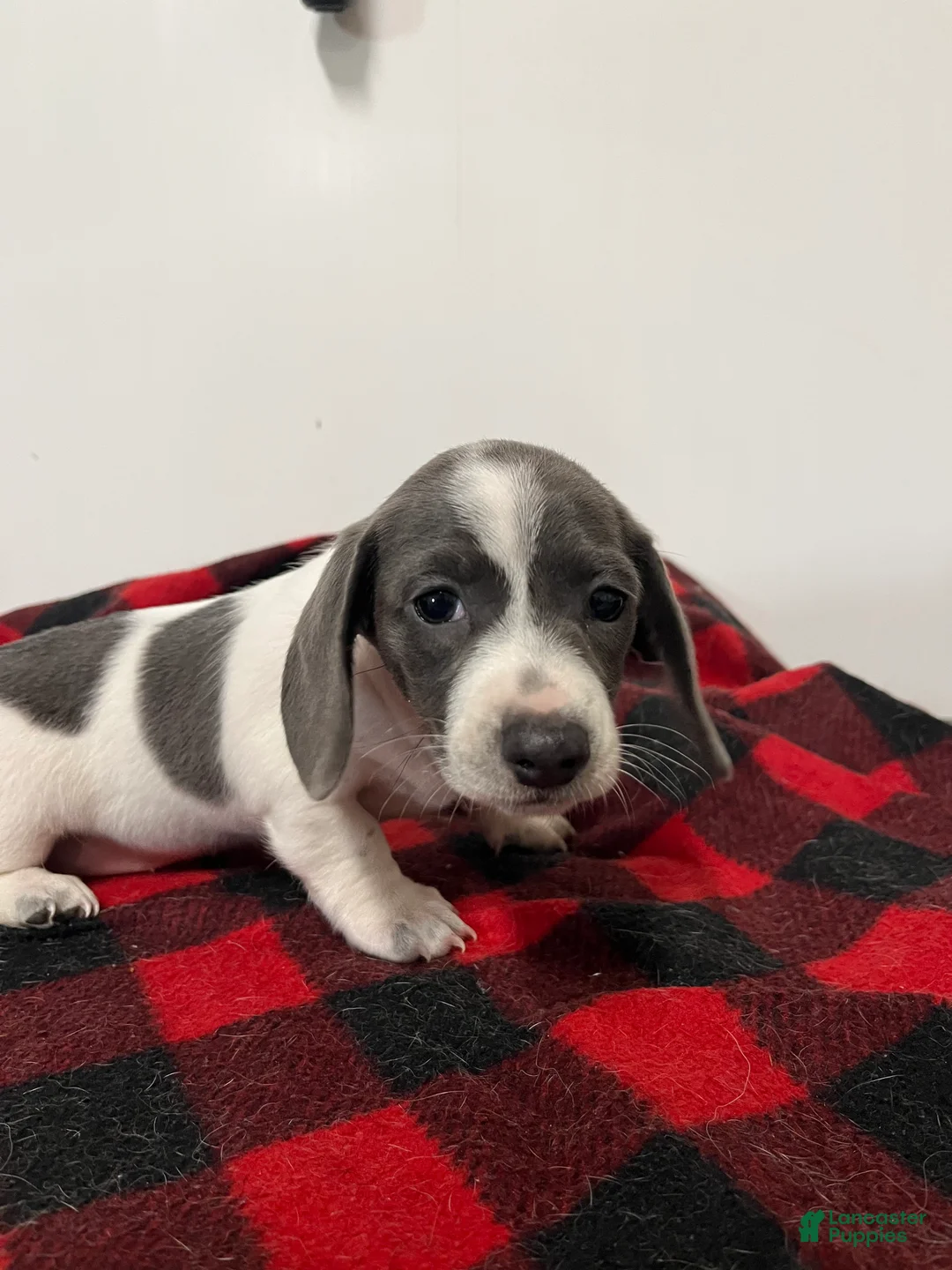 Miniature Dachshund dogs for sale: Jessie  - Ad 2