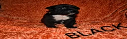 Presa Canario dogs for sale: Mr Neon  - Ad 108