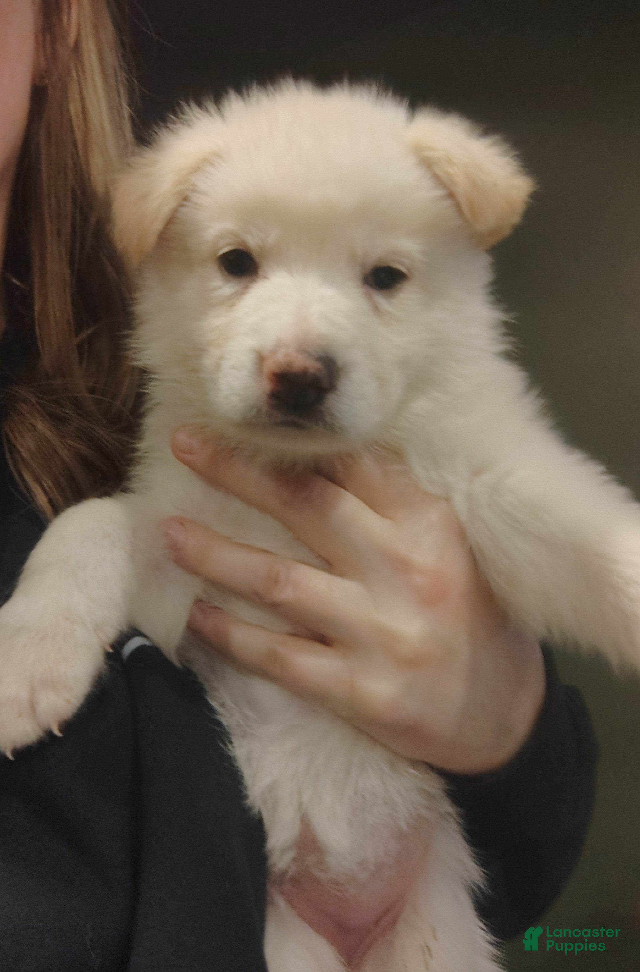 German Shepherd dogs Anna - Ad 1